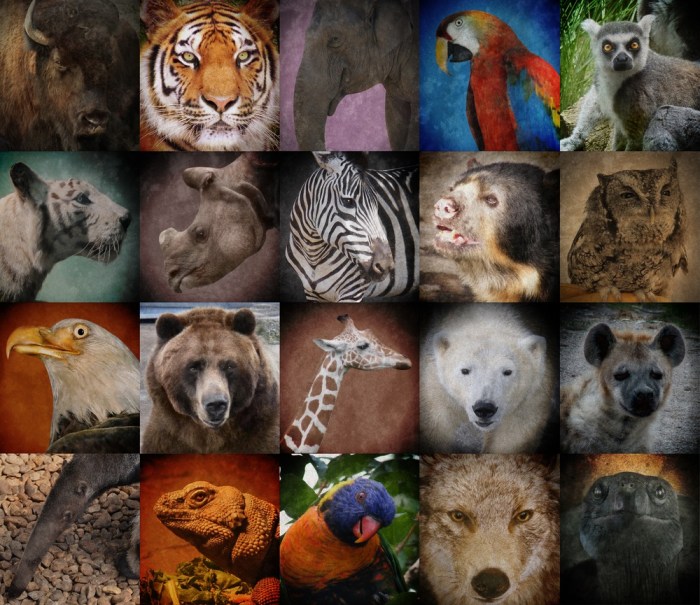 Endangered siberian list biodiversity britannica preventing conservation loss