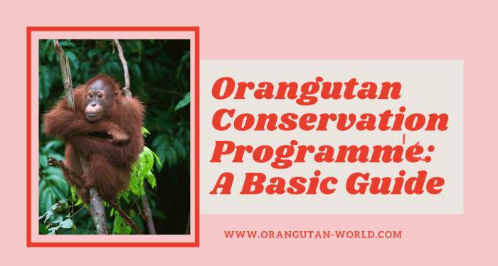 Cara Berkontribusi Dalam Konservasi Orangutan