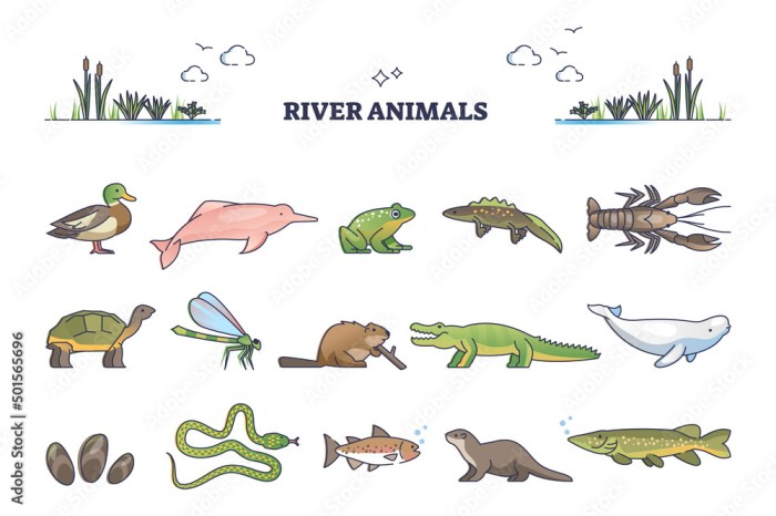 Freshwater biome habitats streams earth ponds bogs providing countless essential