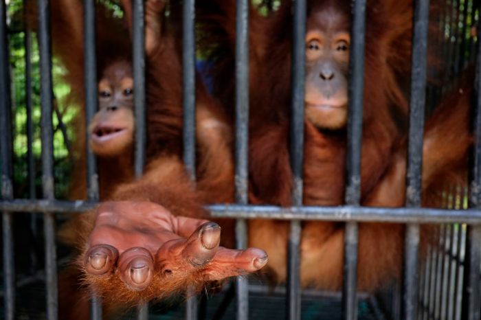 Orangutans world alain schroeder saving photography sony awards professional wildlife shortlist belgium competition natural