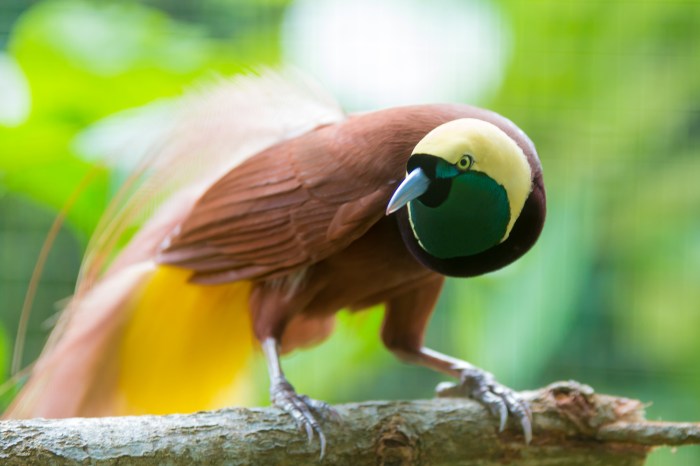 Burung spesies 1666 jenis peringkat kekayaan dunia