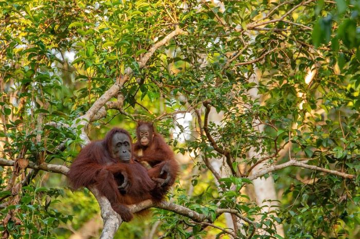 Sulawesi endemic primates deforestation destroys asf antara macaca crested macaque sunandar