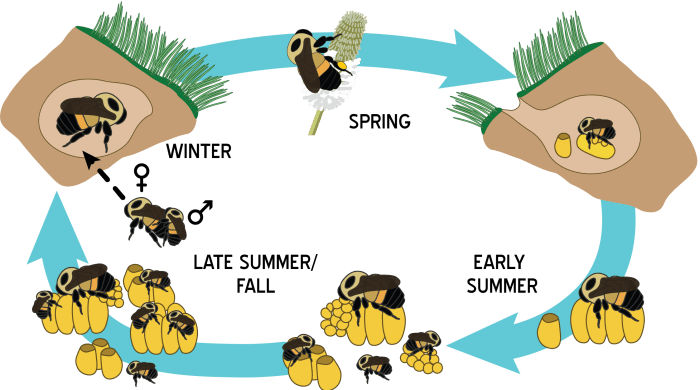 Bee life cycle baby lifecycle honeybee larva bees queen cycles honey egg born keepingbackyardbees lays beekeeping activities look take