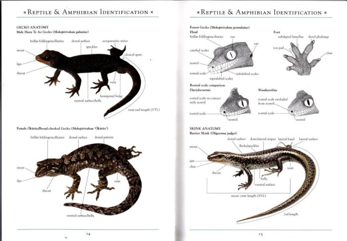 Panduan Mengamati Reptil dan Amfibi di Habitatnya