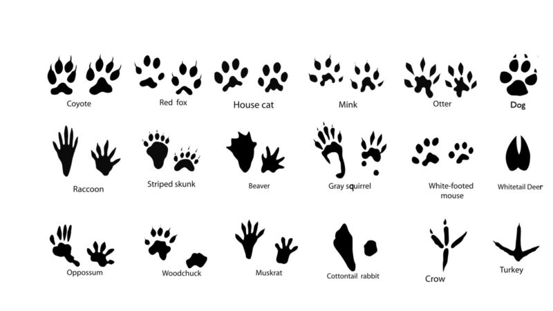 Animal tracks identification chart tracking track footprints kids worksheet animals matching survival activities australian result wilderness maine prints nature forest