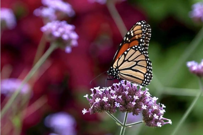 Butterflies butterfly monarch garden role getty ecosystem animal mariposas ehow purestock help save las monarca human endangered