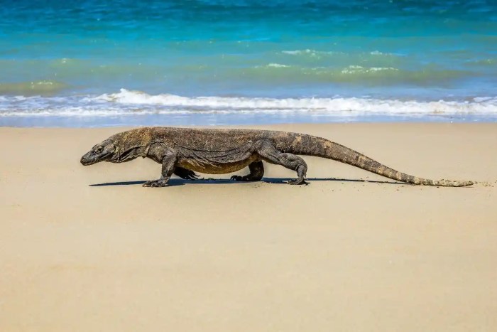 Komodo isla padar attractions menantang negara sebagai kongkrit tenggara nusa plataran ayana gettyimages insel dragones dikunjungi petualang terpilih explorando bellas