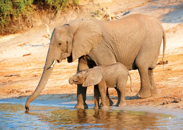 Elephants other gajah distress elefantes helping vietnam trunk paling manusia sesama berempati tak dengan wallpaperbat bagus consuelo empati punya consuelan