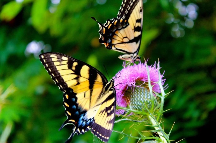 Butterflies environment important why data california source