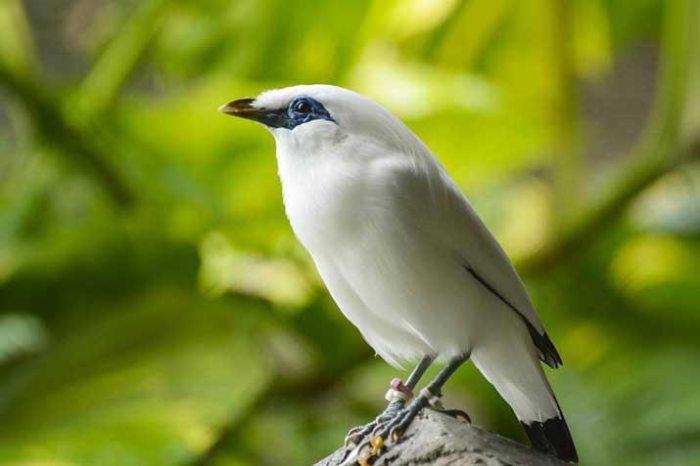 Mengenal Jenis-Jenis Burung Endemik Indonesia