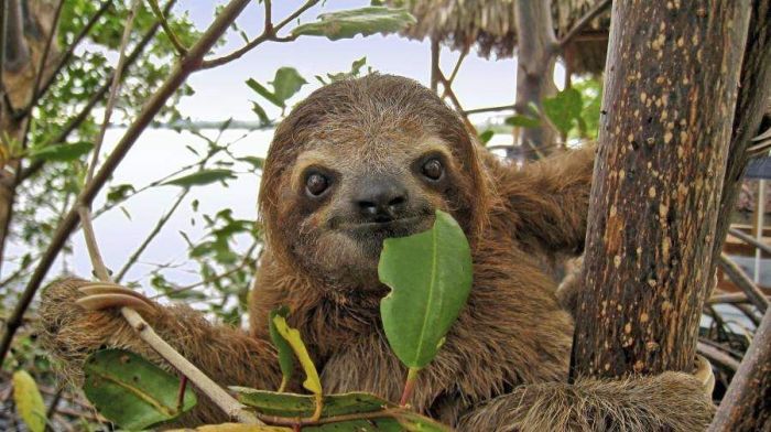 Mengenal Satwa Liar Yang Hidup Di Hutan Tropis