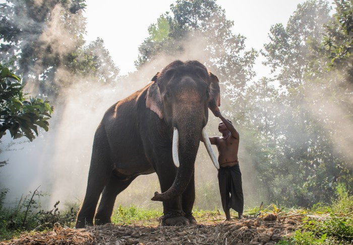 Noldus observing elephants wild