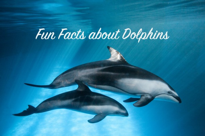 Dolphins facts bottlenose amazing