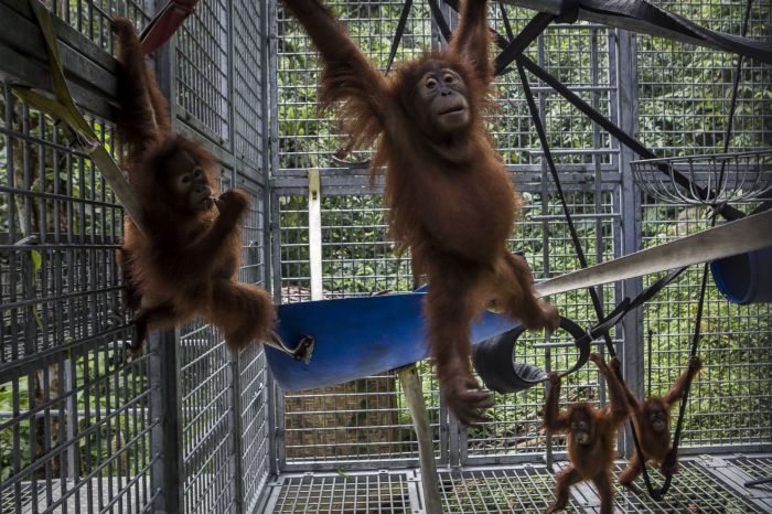 Cara Berkontribusi Dalam Konservasi Orangutan