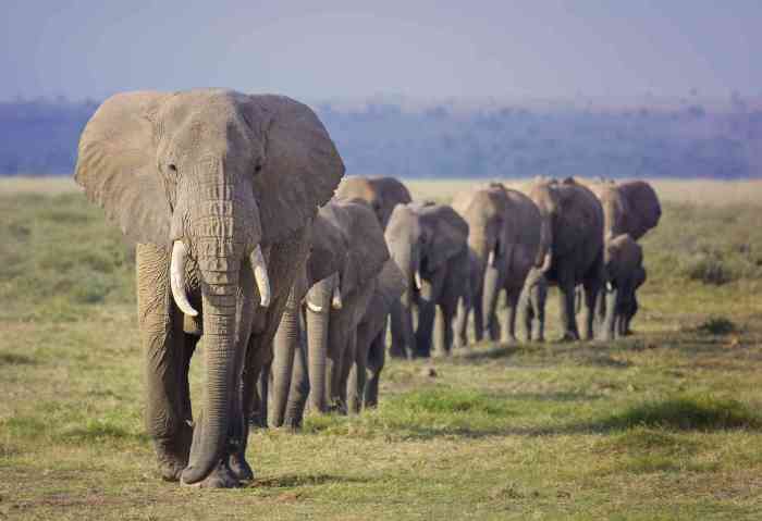 Mengenal Perilaku Unik Gajah di Alam Liar