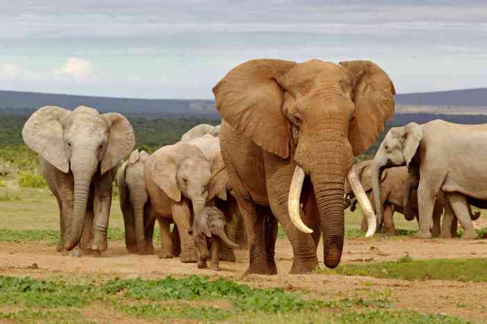 Noldus observing elephants wild