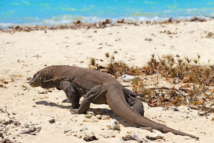 Satwa Liar Di Taman Nasional Komodo Yang Wajib Diketahui