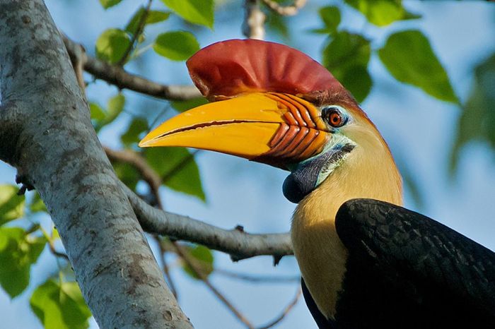 Mengenal Jenis-Jenis Burung Endemik Indonesia