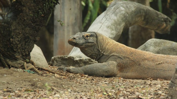 Endemik komodo flora perlu dilestarikan kumparan