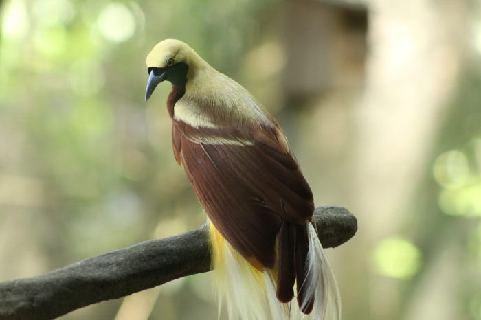 Mengenal Jenis-Jenis Burung Endemik Indonesia