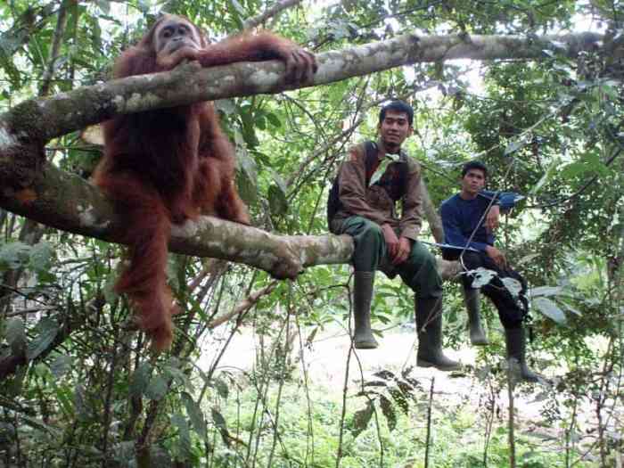 Cara Berkontribusi Dalam Konservasi Orangutan