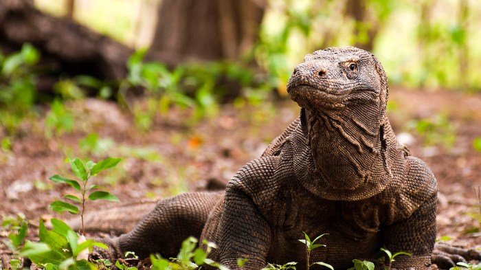 Satwa Liar di Taman Nasional Komodo yang Wajib Diketahui