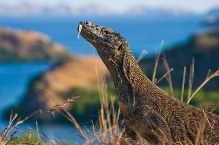 Satwa Liar di Taman Nasional Komodo yang Wajib Diketahui