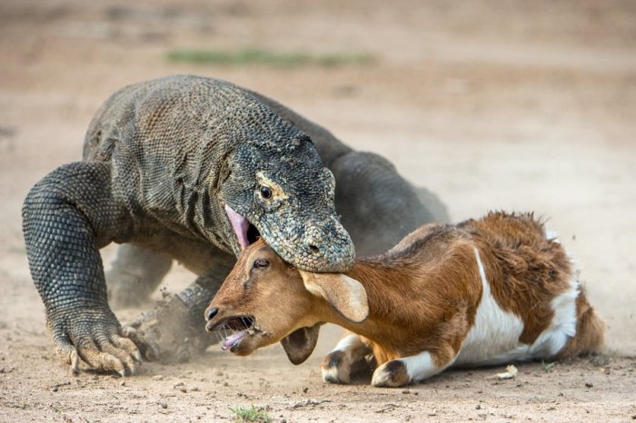 Komodo indonesia dragon national park attack island do