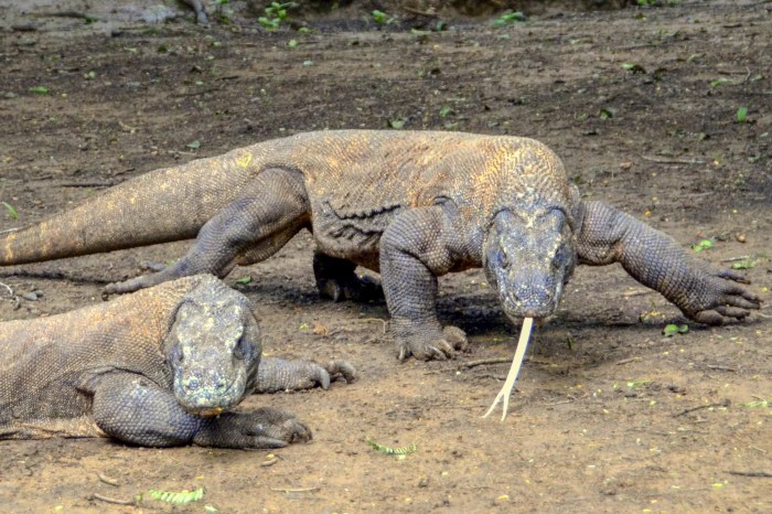 National komodo park indonesia dragon parks wild worldatlas