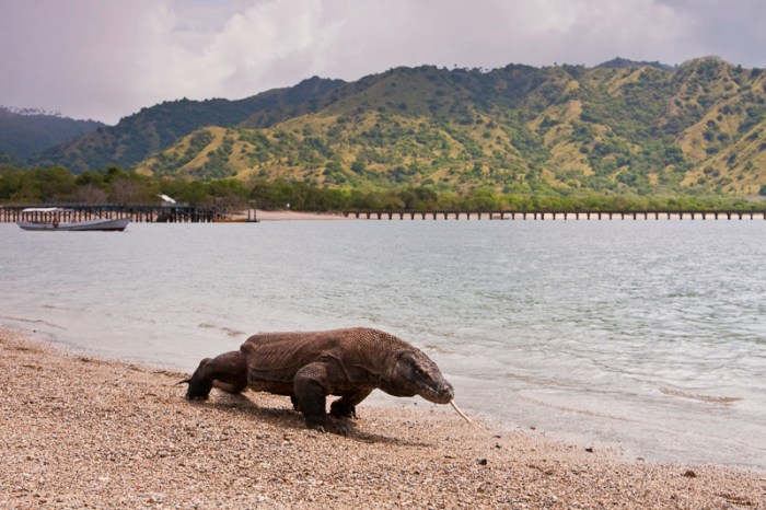 Park national komodo indonesia hd 4k wallpaper wallpapers