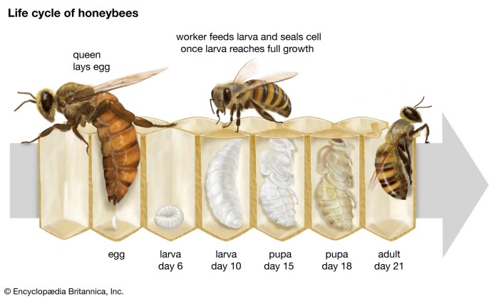 Cycle life bee cards printable simple