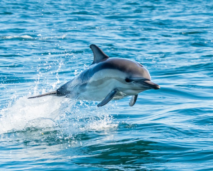 Dolphin spotted dolphins facts baby atlantic presentation babies born