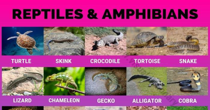 Panduan Mengamati Reptil dan Amfibi di Habitatnya