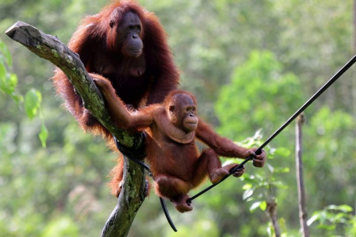 Orangutan borneo survival foundation outreach bosf standoff