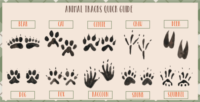 Animal tracks footprints north kids track wildlife animals american activities guide identification footprint snow winter small poster forest creative ak0