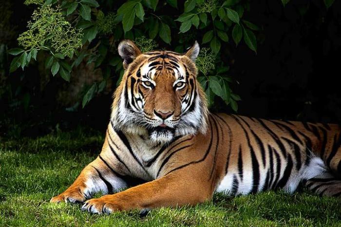 Tiger sumatran extinction why smallest brink subspecies