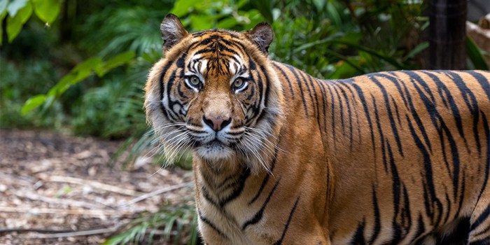 Tiger sumatran extinction smallest subspecies