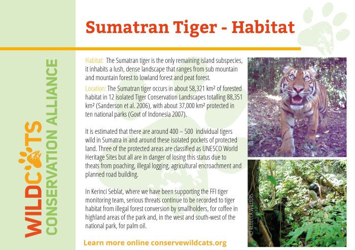 Tiger sumatran facts animals found native place which only their indonesian man down hamilton tigers change kills zoo interesting mauled