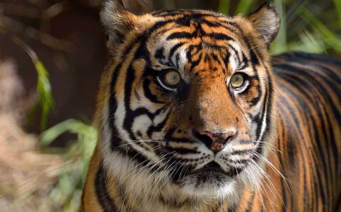 10 Fakta Menarik Tentang Harimau Sumatra