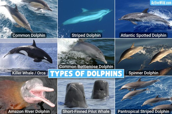 Dolphin facts dolphins jump specialized cells brain project