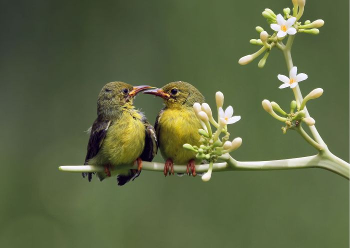 Cara Mengamati Burung Di Habitat Alaminya