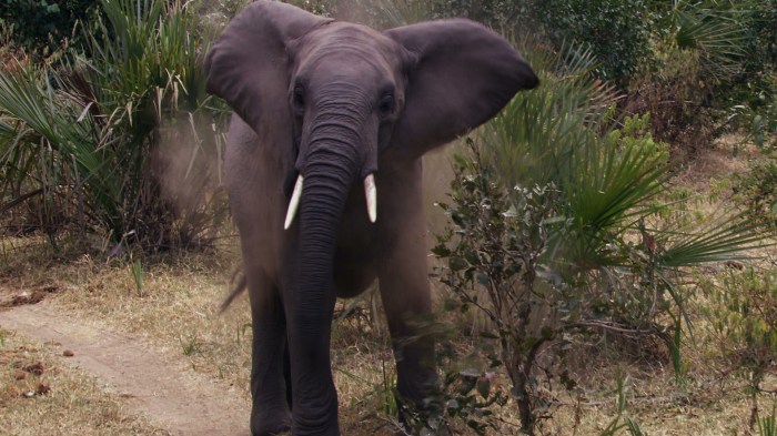 Noldus observing elephants wild