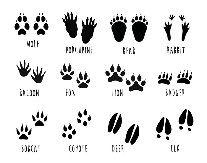 Animal tracks footprints north kids track wildlife animals american activities guide identification footprint snow winter small poster forest creative ak0