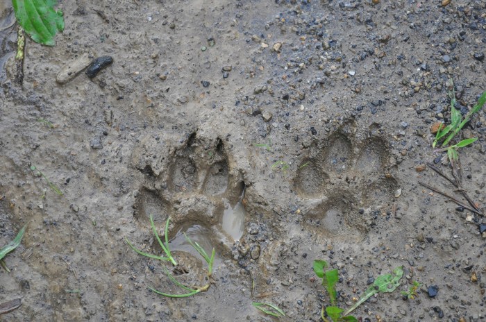 Tracks identify wildlife