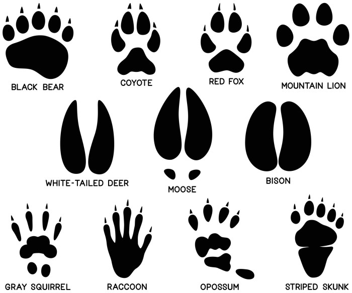 Animal tracks identification chart tracking track footprints kids worksheet animals matching survival activities australian result wilderness maine prints nature forest