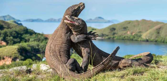 Satwa Liar di Taman Nasional Komodo yang Wajib Diketahui