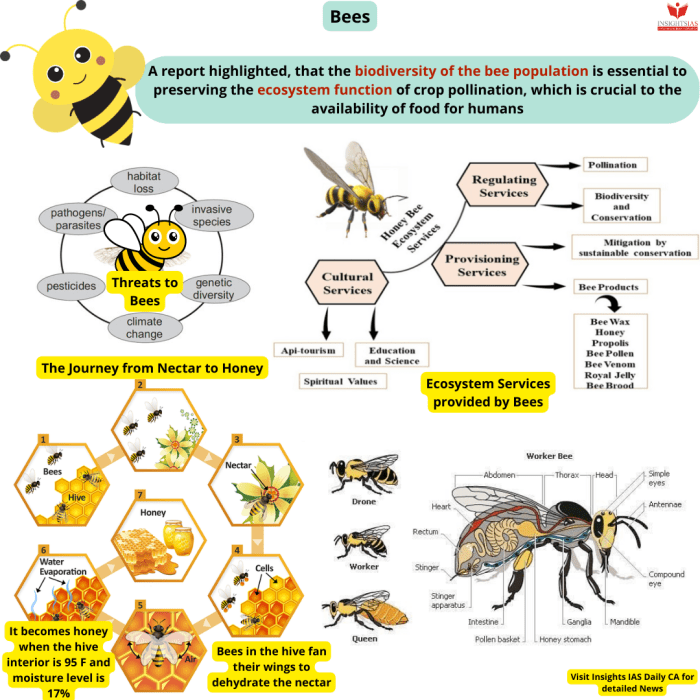 Bumble nest colonies bumblebees lifecycle hibernate find jeremy biology slidesharetrick tpi wisconsin hemberger pressbooks caul cbua