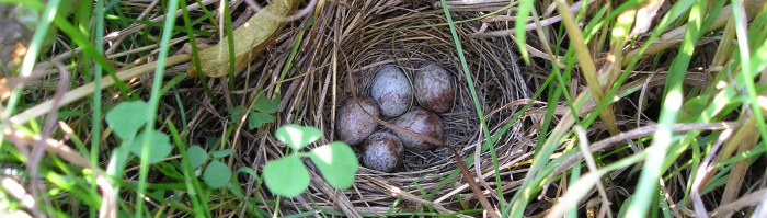 Cara Mengamati Burung Di Habitat Alaminya