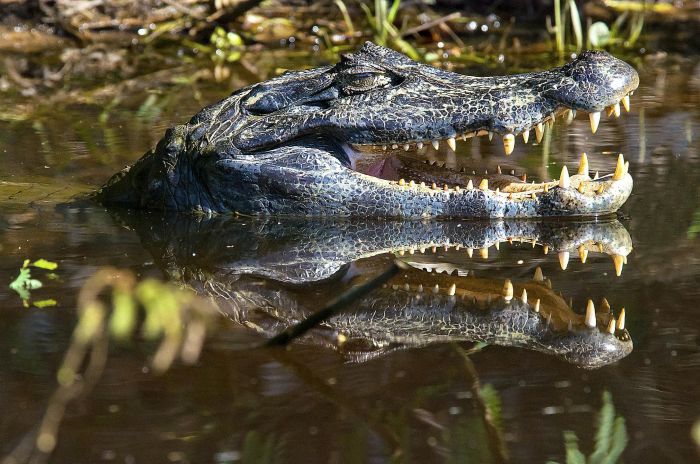 Satwa Liar Yang Bisa Anda Temui Di Sungai Dan Danau