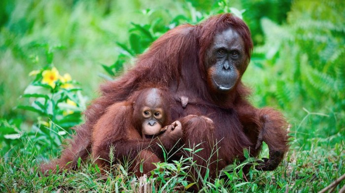 Orangutan conservation bioexpedition efforts